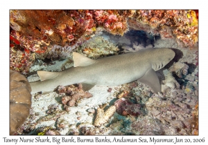 Tawny Nurse Shark