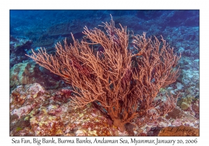 Sea Fan