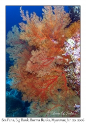 Sea Fans