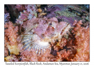 Tasseled Scorpionfish