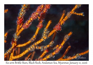 Six-arm Brittle Stars