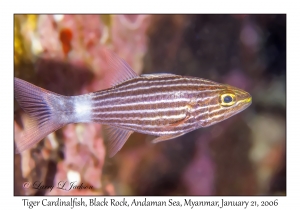 Tiger Cardinalfish