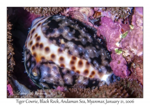 Tiger Cowrie