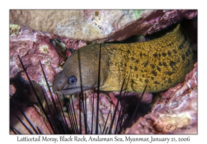 Latticetail Moray