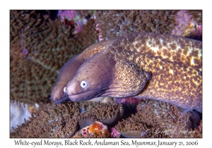 White-eyed Morays