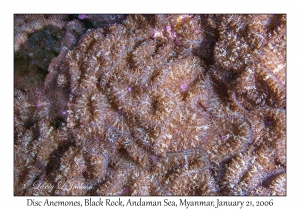 Disc Anemones