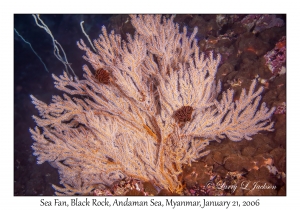 Sea Fan