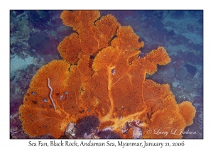 Sea Fan