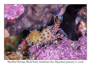 Marbled Shrimp Complex