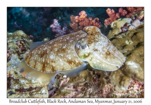 Broadclub Cuttlefish