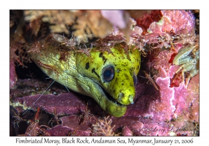 Fimbriated Moray