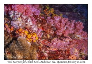 Poss's Scorpionfish