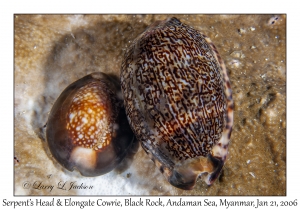 Serpent's Head & Elongate Cowries