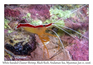 White-banded Cleaner Shrimp