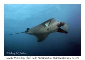 Oceanic Manta Ray