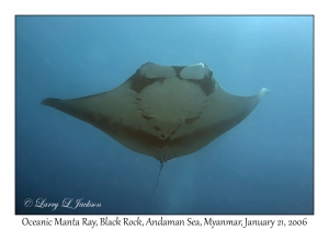 Oceanic Manta Ray