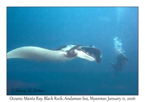 Oceanic Manta Ray