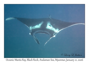 Oceanic Manta Ray