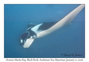 Oceanic Manta Ray