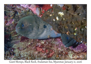 Giant Moray