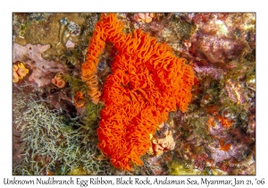 Unknown Nudibranch Egg Ribbon