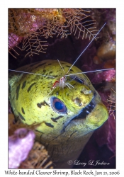 White-banded Cleaner Shrimp