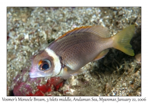 Vosmer's Monocle Bream