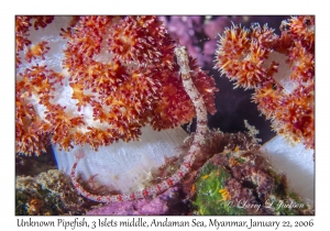 Unknown Pipefish