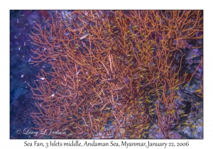 Sea Fan