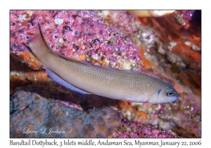 Bandtail Dottyback