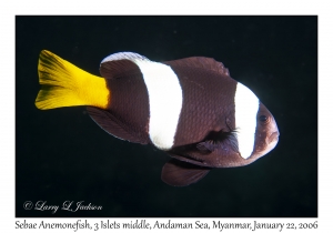 Sebae Anemonefish