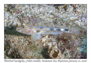 Blotched Sandgoby male