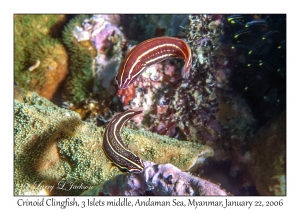 Crinoid Clingfish