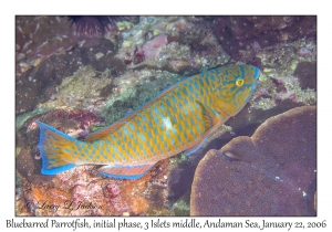 Bluebarred Parrotfish