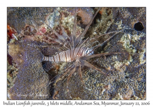 Indian Lionfish juvenile