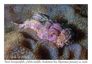 Poss's Scorpionfish