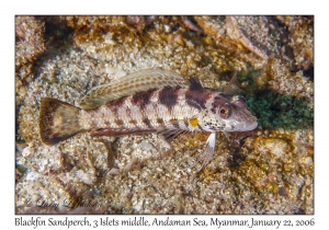 Blackfin Sandperch