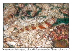 Broad-banded Shrimpgoby