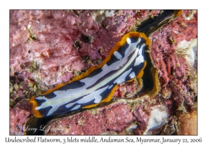 Undescribed Flatworm