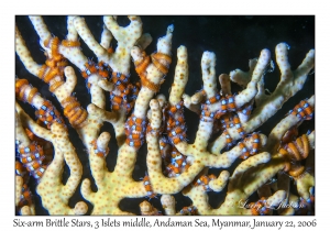 Six-arm Brittle Stars