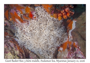 Giant Basket Star