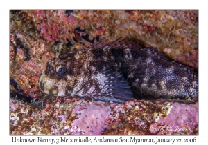 Unknown Blenny