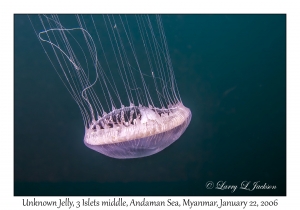 Unknown Jelly