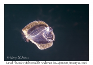 Larval Flounder