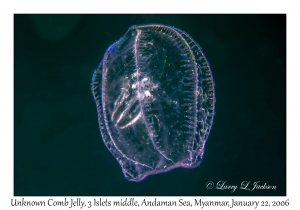 Unknown Comb Jelly