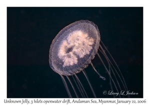 Unknown Jelly