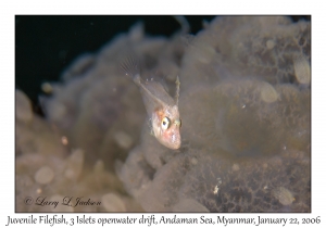 Juvenile Filefish