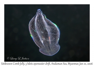 Unknown Comb Jelly