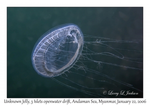 Unknown Jelly