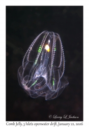 Comb Jelly